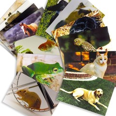 Stages Learning Materials Toddler Education Pets Posters for Class … Fast Ship