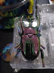 Colorful Beetle Wind Up Toys For Kids Teens. Just Wind Theme Up And Watch Them