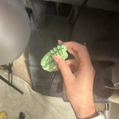 Glow-in-the-Dark Green Fruit-Themed Sensory Ball Toy, Opens, Baby Skills