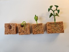 Life Cycle of a Green Bean Plant Educational Model, New, 4-stage, Montessori