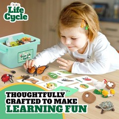 Life Cycle Animal Kit, 32 Piece Montessori Science Toy, Frog, Ladybug, Butter…