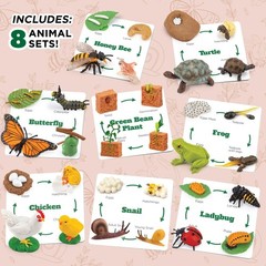 Life Cycle Animal Kit, 32 Piece Montessori Science Toy, Frog, Ladybug, Butter…