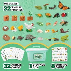 Life Cycle Animal Kit, 32 Piece Montessori Science Toy, Frog, Ladybug, Butter…