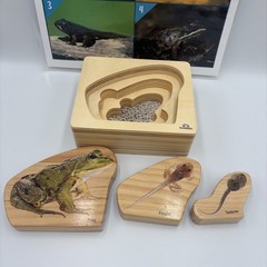Montessori Science Toys Life Frog Wooden Nesting Realistic Puzzle
